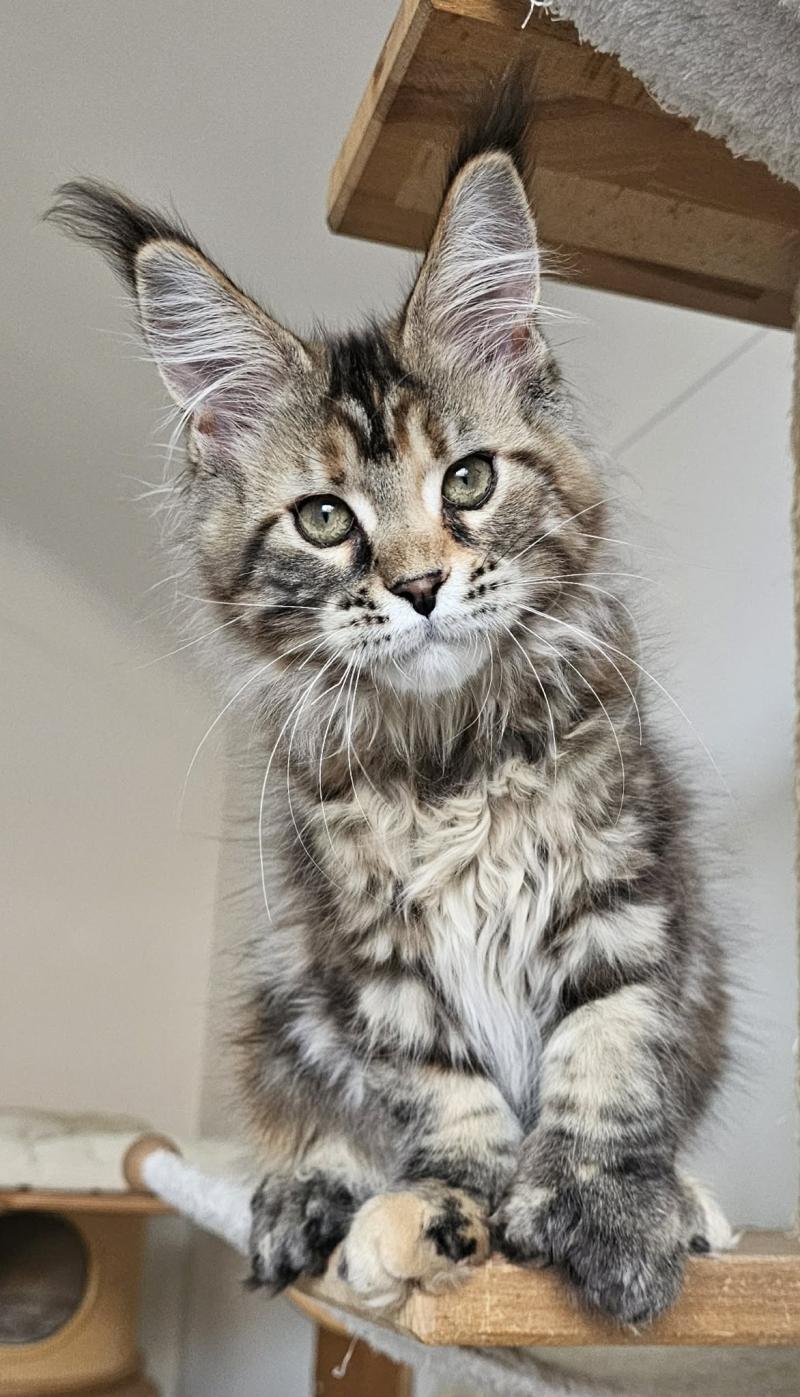 Bloom PP Roswell Femelle Maine coon polydactyle