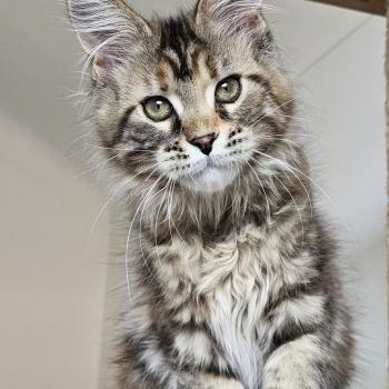 chat Maine coon polydactyle brown tortie mackerel tabby Bloom PP Chatterie des Sept Phoenix
