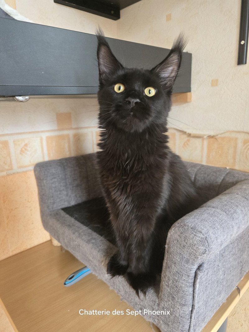 Z'lovely Zoey PP Roswell Femelle Maine coon polydactyle Z'lovely Zoey PP Roswell Femelle Maine coon polydactyle