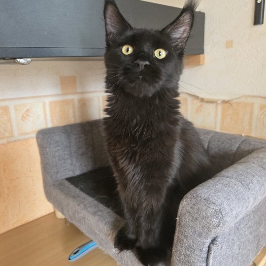 Z'lovely Zoey PP Roswell Femelle Maine coon polydactyle