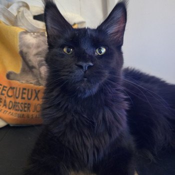 chat Maine coon polydactyle black Z'lovely Zoey PP Roswell Chatterie des Sept Phoenix