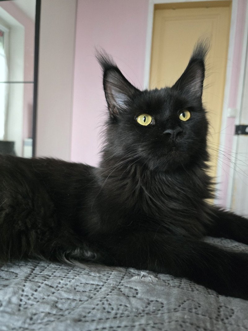 Z'lovely Zoey PP Roswell Femelle Maine coon polydactyle