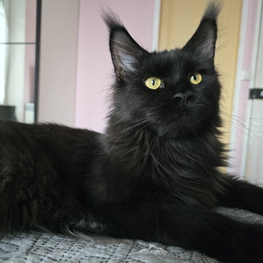 Z'lovely Zoey PP Roswell Femelle Maine coon polydactyle