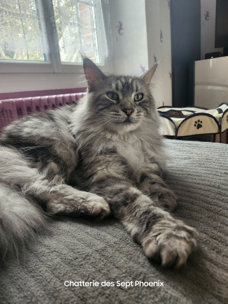 Sheyenne PP du Snicat Femelle Maine coon polydactyle Sheyenne PP du Snicat Femelle Maine coon polydactyle