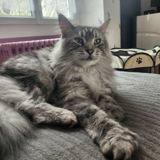 Sheyenne PP du Snicat Femelle Maine coon polydactyle
