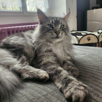 chat Maine coon polydactyle black silver blotched tabby Sheyenne PP du Snicat Chatterie des Sept Phoenix chat Maine coon polydactyle black silver blotched tabby Sheyenne PP du Snicat Chatterie des Sept Phoenix