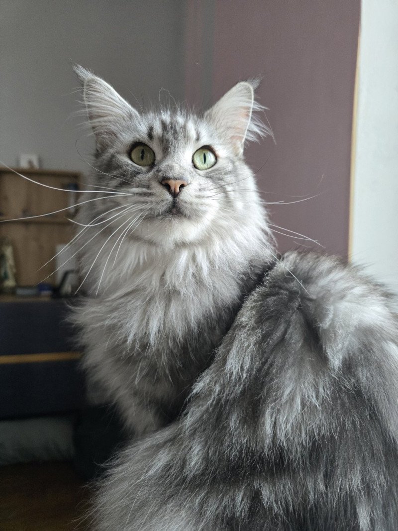 Sheyenne PP du Snicat Femelle Maine coon polydactyle Sheyenne PP du Snicat Femelle Maine coon polydactyle