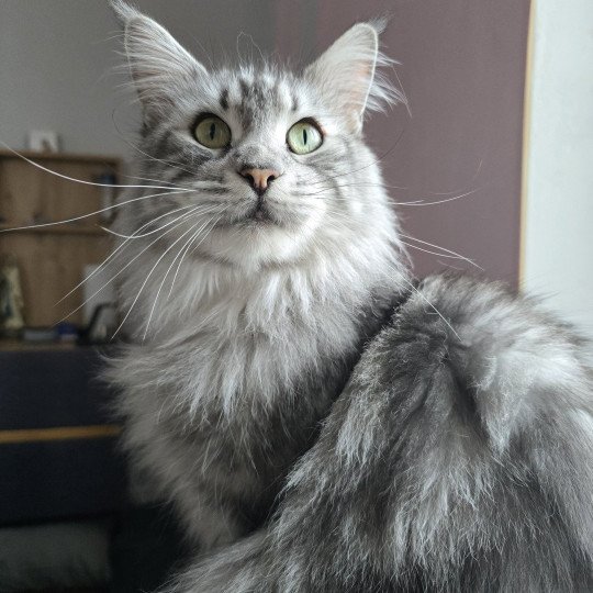 Sheyenne PP du Snicat Femelle Maine coon polydactyle