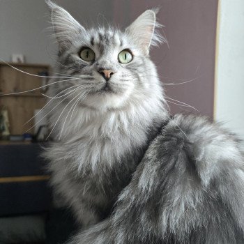 chat Maine coon polydactyle black silver blotched tabby Sheyenne PP du Snicat Chatterie des Sept Phoenix chat Maine coon polydactyle black silver blotched tabby Sheyenne PP du Snicat Chatterie des Sept Phoenix
