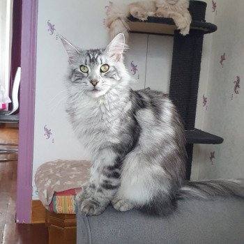 chat Maine coon polydactyle black silver blotched tabby Sheyenne Chatterie des Sept Phoenix