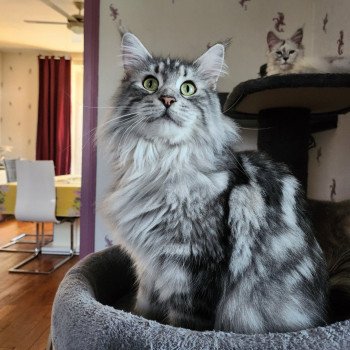 chat Maine coon polydactyle black silver blotched tabby Sheyenne Chatterie des Sept Phoenix