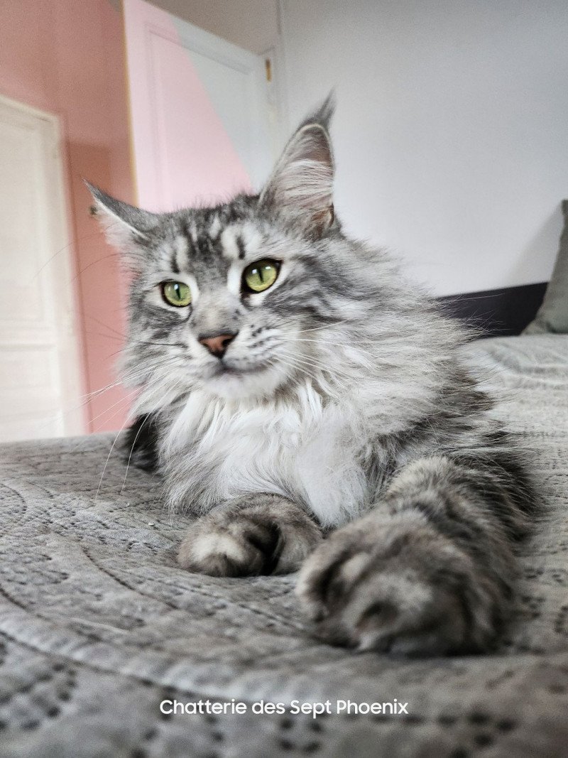 Sheyenne PP du Snicat Femelle Maine coon polydactyle