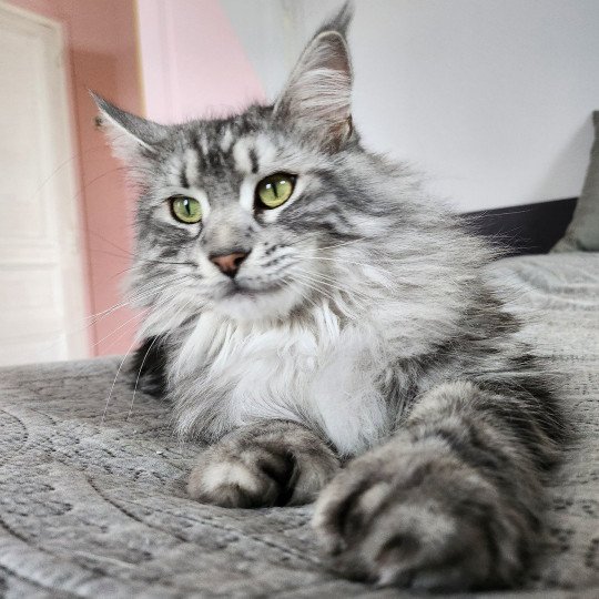 Sheyenne PP du Snicat Femelle Maine coon polydactyle