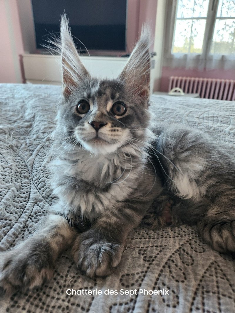 Roswell' Yuna PP  Femelle Maine coon polydactyle