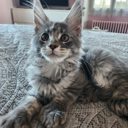 Roswell' Yuna PP  Femelle Maine coon polydactyle