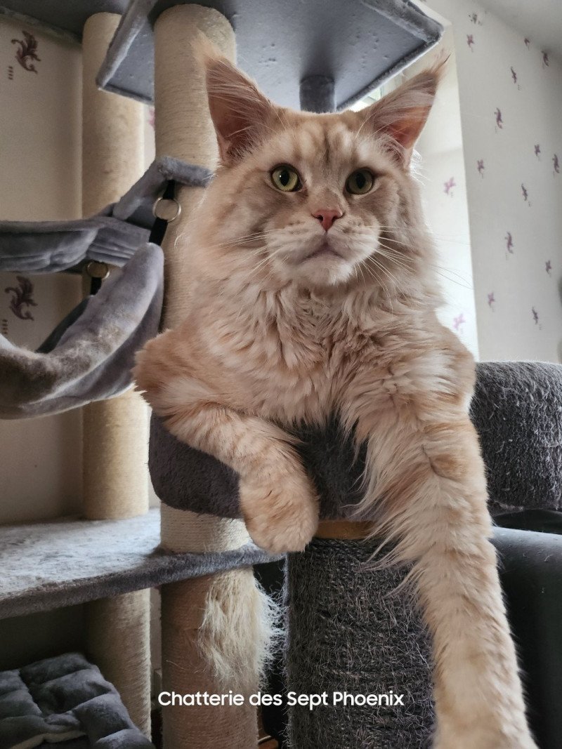 Titan les Perles d'Amandine Mâle Maine coon