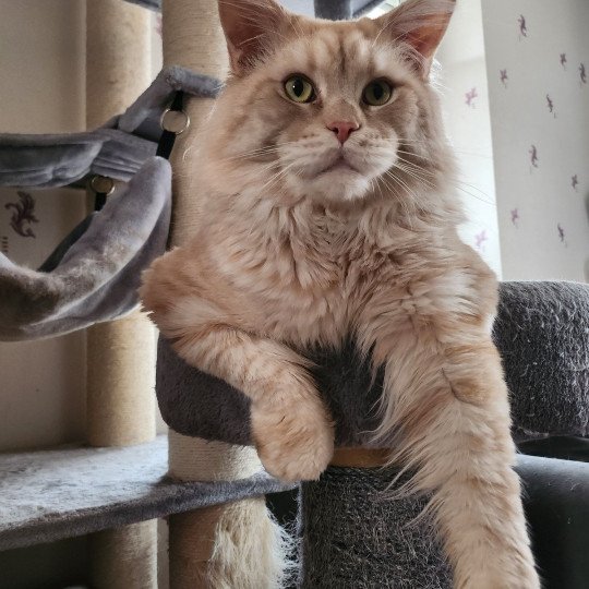 Titan les Perles d'Amandine Mâle Maine coon