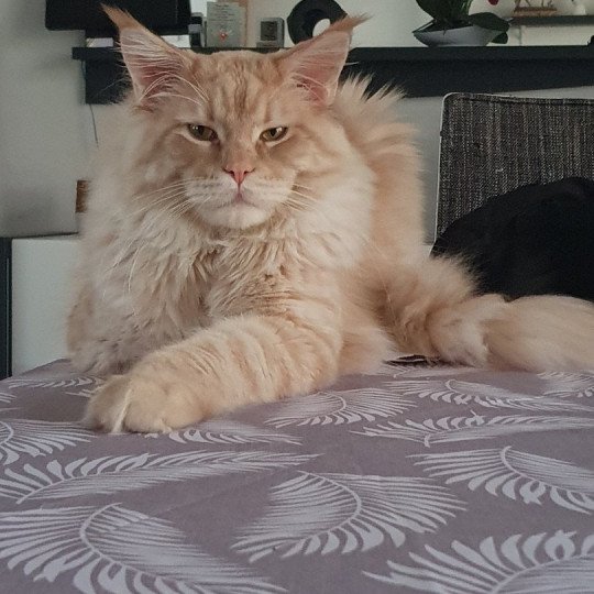 Titan les Perles d'Amandine Mâle Maine coon