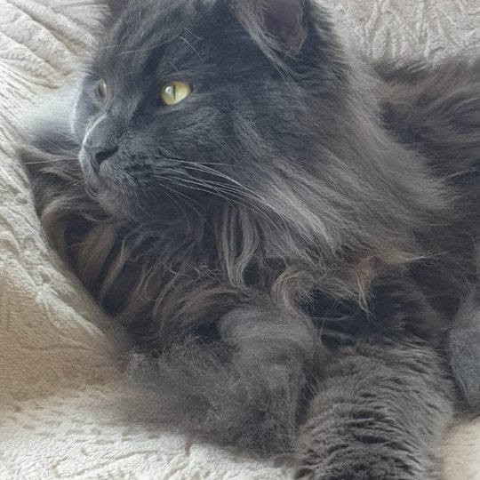 Ukko Des Sept Phoenix Mâle Maine coon