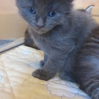 chaton Maine coon blue Ultime Chatterie des Sept Phoenix