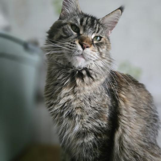 Unami du temple d'Ubud Femelle Maine coon