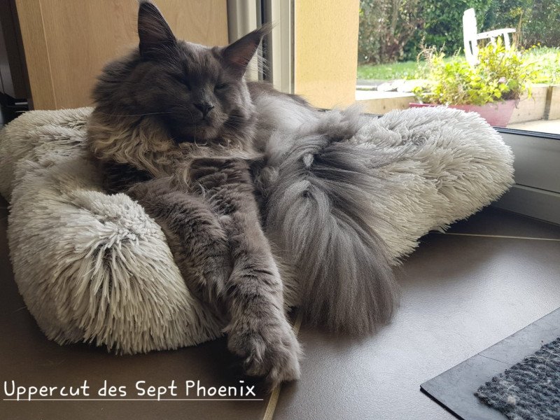 Uppercut Des Sept Phoenix Mâle Maine coon