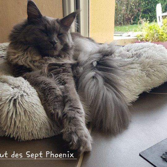 Uppercut Des Sept Phoenix Mâle Maine coon