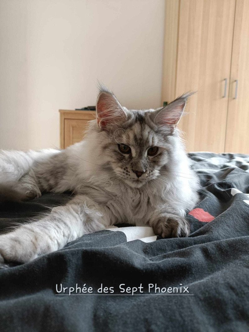 Urphée Des Sept Phoenix Femelle Maine coon