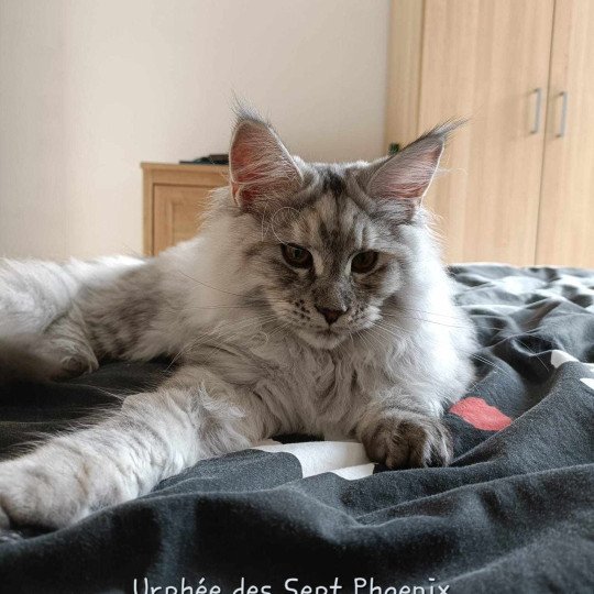 Urphée Des Sept Phoenix Femelle Maine coon