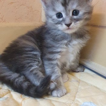 chaton Maine coon black tortie silver blotched tabby Urphée Chatterie des Sept Phoenix