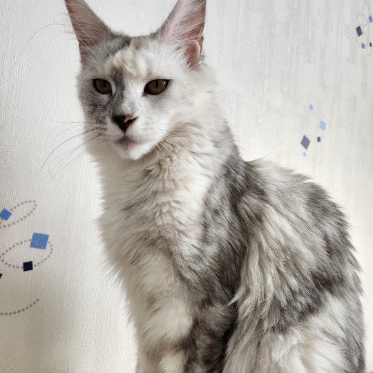 Utopia de East Blue Femelle Maine coon