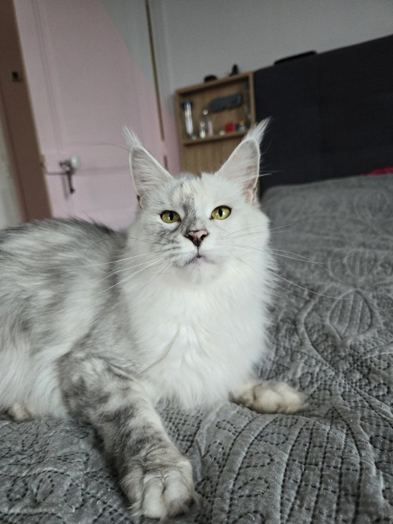 Utopia de East Blue Femelle Maine coon Utopia de East Blue Femelle Maine coon