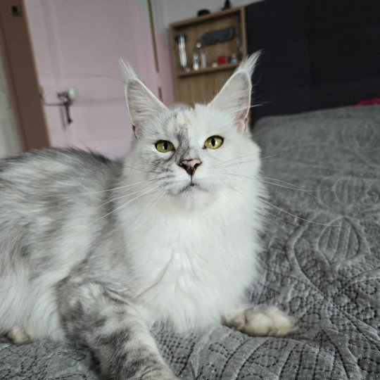 Utopia de East Blue Femelle Maine coon