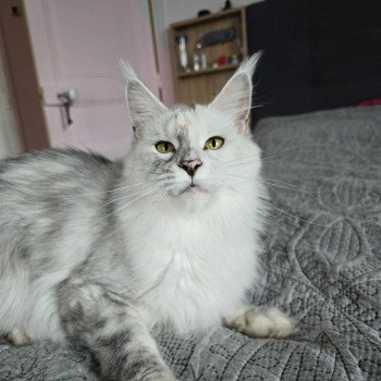 Utopia de East Blue Femelle Maine coon