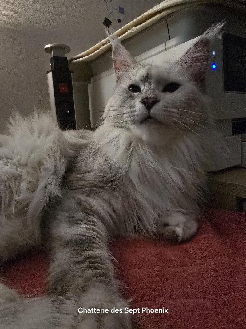 Utopia de East Blue Femelle Maine coon