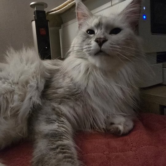 Utopia de East Blue Femelle Maine coon