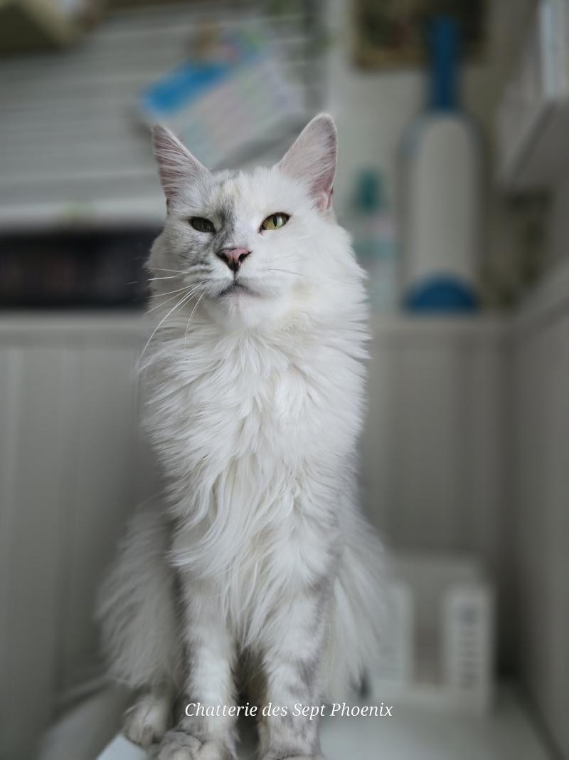 Utopia de East Blue Femelle Maine coon