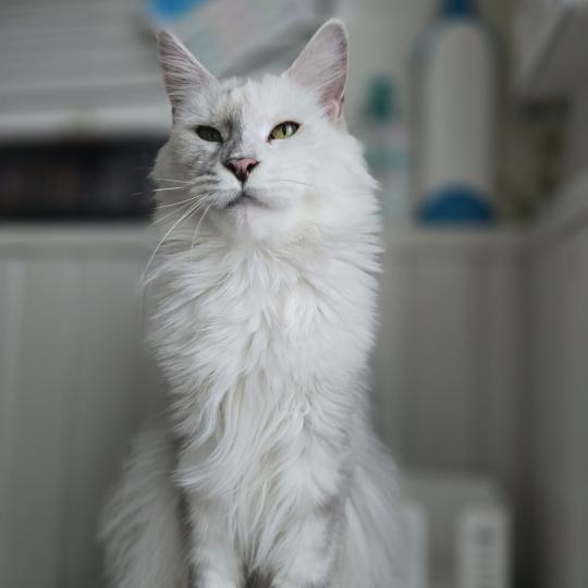 Utopia de East Blue Femelle Maine coon