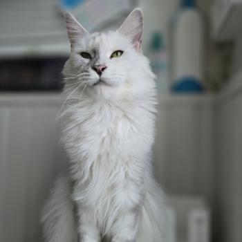 Utopia de East Blue Femelle Maine coon
