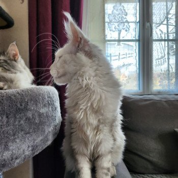 chat Maine coon black tortie smoke Utopia de East Blue Chatterie des Sept Phoenix chat Maine coon black tortie smoke Utopia de East Blue Chatterie des Sept Phoenix