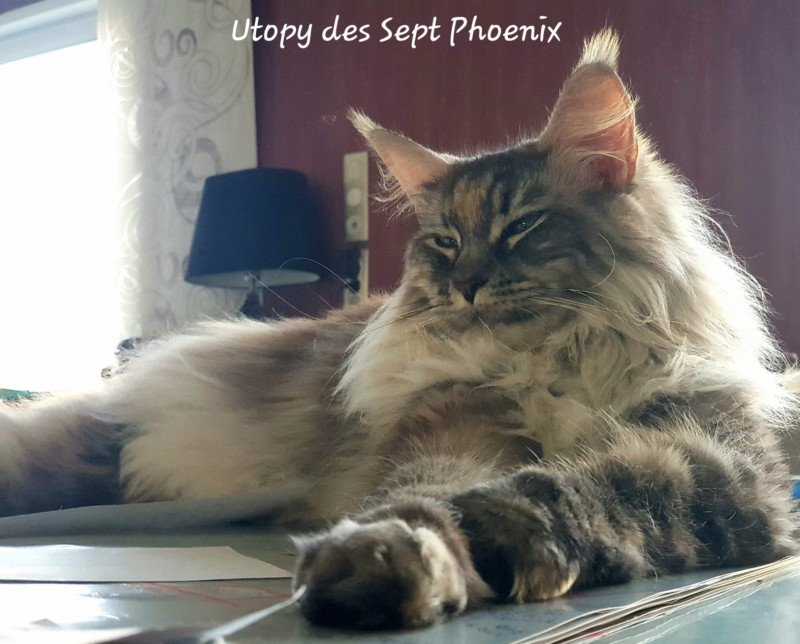 Utopy Des Sept Phoenix Femelle Maine coon