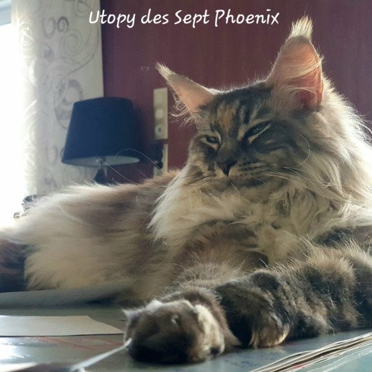 Utopy Des Sept Phoenix Femelle Maine coon