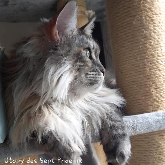 Utopy Des Sept Phoenix Femelle Maine coon