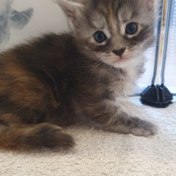 chaton Maine coon black tortie silver blotched tabby Utopy Chatterie des Sept Phoenix