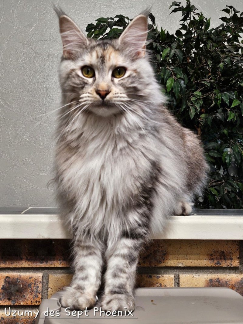 Uzumy Des Sept Phoenix Femelle Maine coon