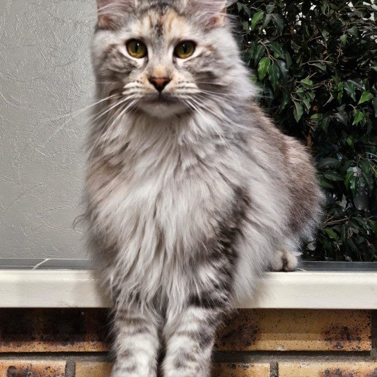 Uzumy Des Sept Phoenix Femelle Maine coon