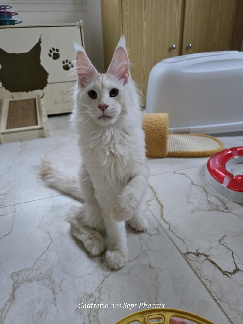 Volt Maryliss Country Mâle Maine coon