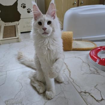 chat Maine coon red silver blotched tabby Volt Chatterie des Sept Phoenix