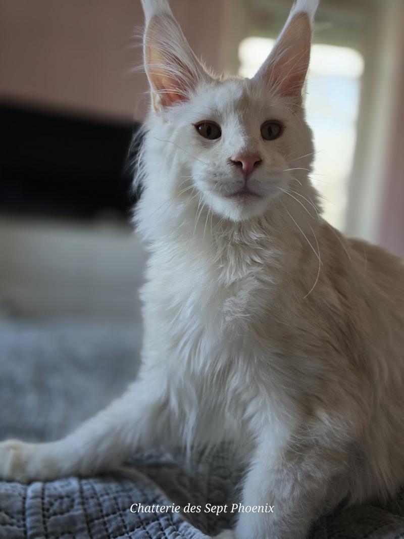 Volt Maryliss Country Mâle Maine coon