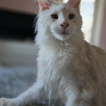 chat Maine coon red silver blotched tabby Volt Chatterie des Sept Phoenix